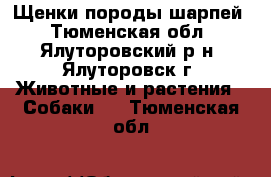 Щенки породы шарпей - Тюменская обл., Ялуторовский р-н, Ялуторовск г. Животные и растения » Собаки   . Тюменская обл.